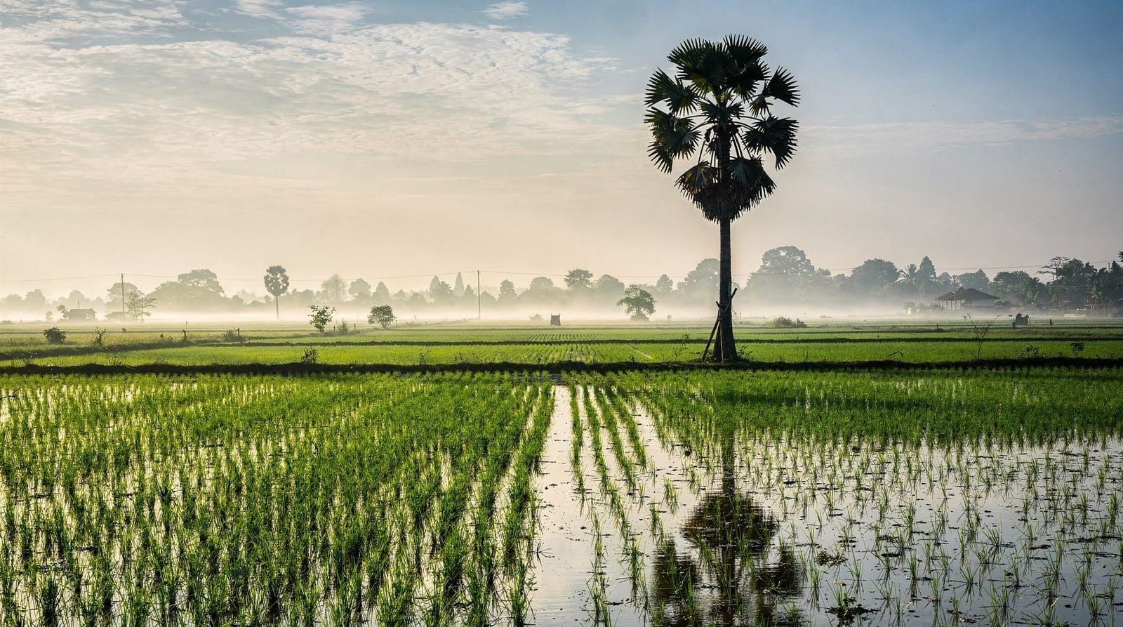 Siem Reap countryside and rice fields: getting beyond the temples